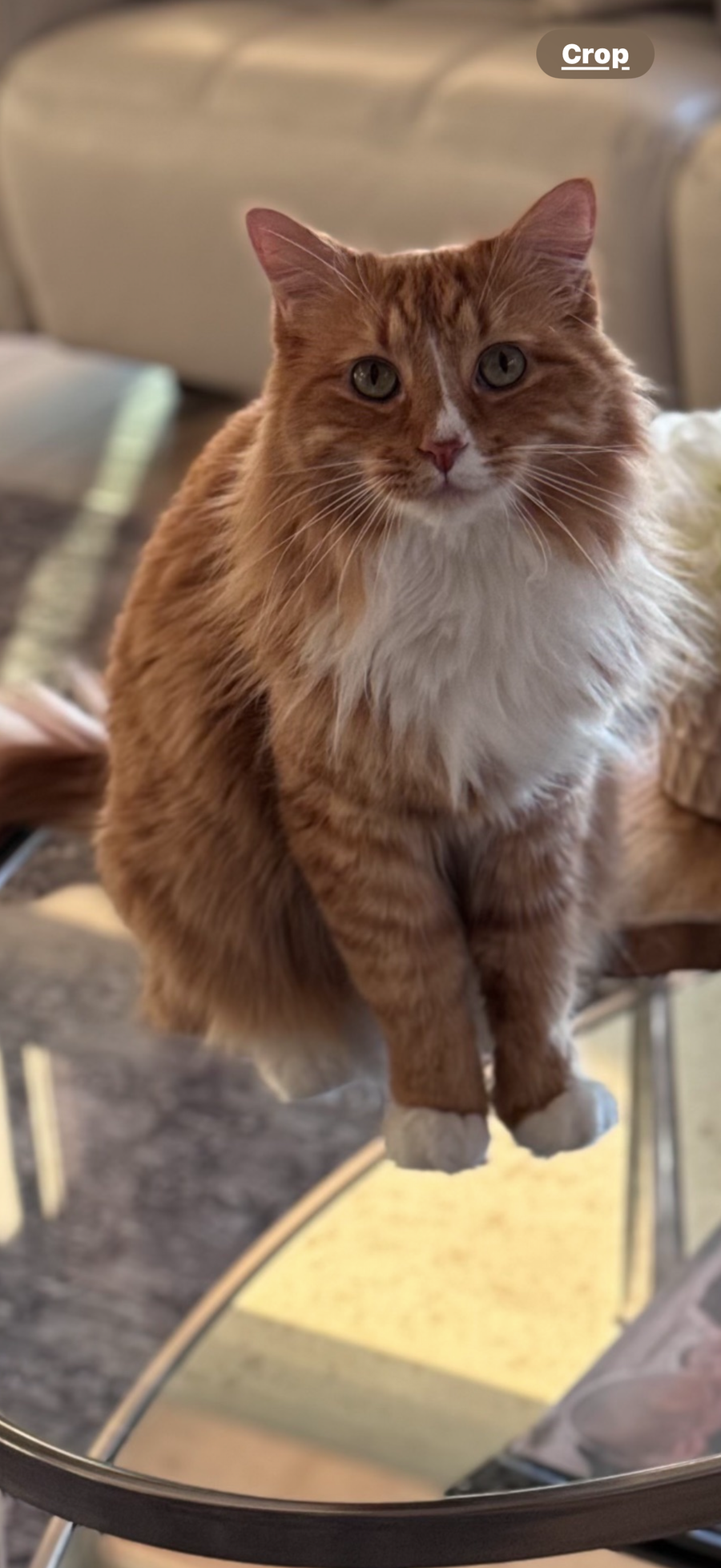 Bentley, the cat who helped open a new chapter
