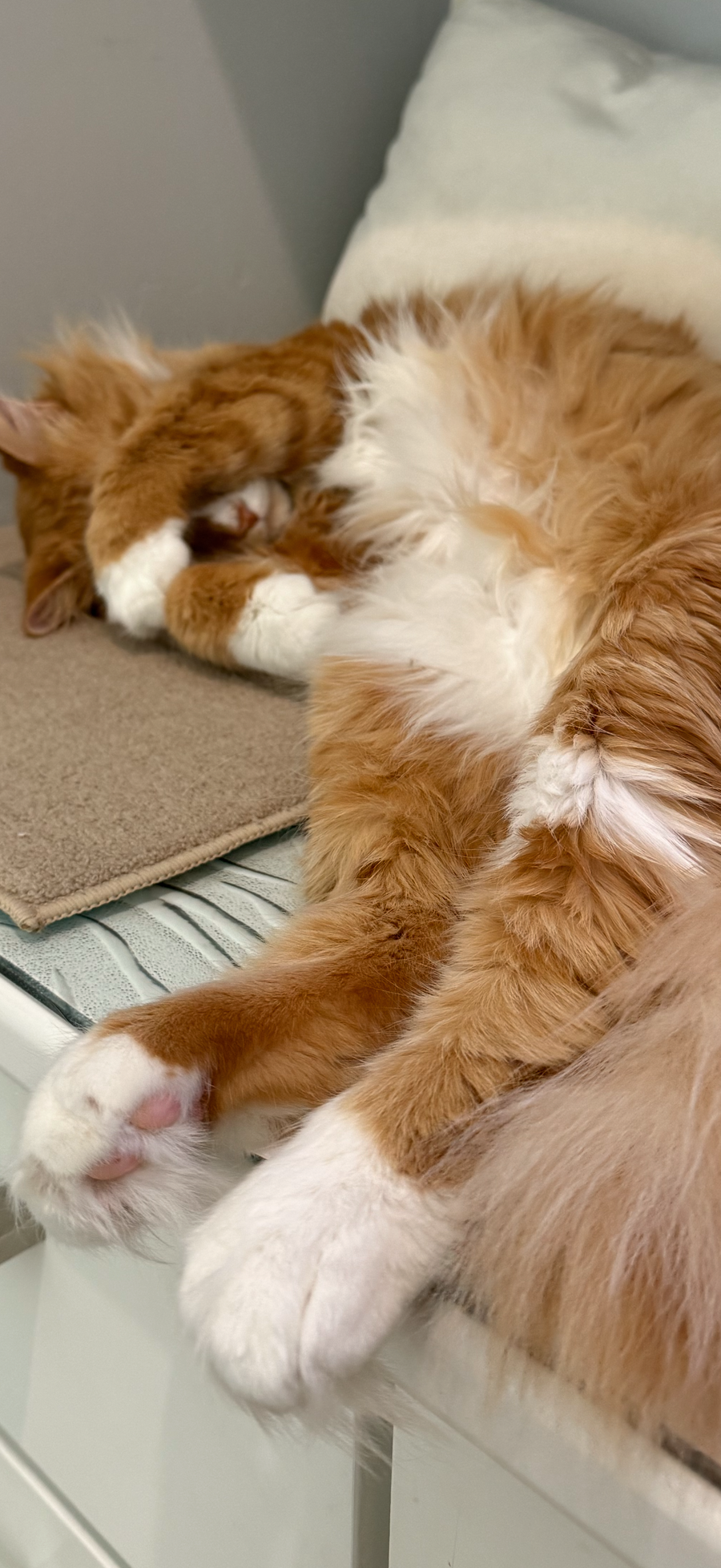 Bentley resting comfortably at home