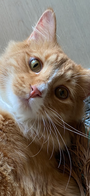 A close portrait of Bentley