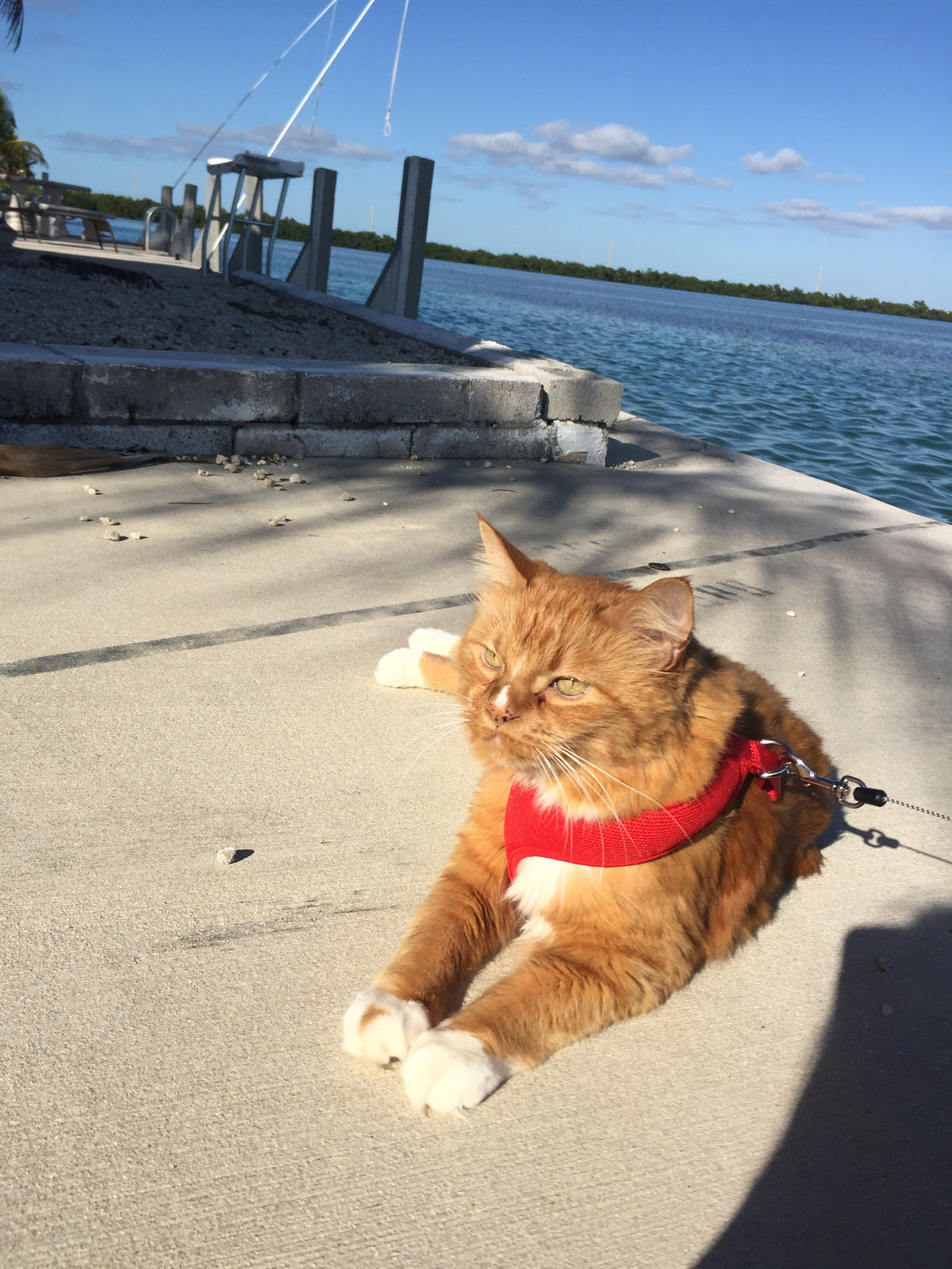 Bubby, the orange-and-white rescue cat who inspired The Glam Cat
