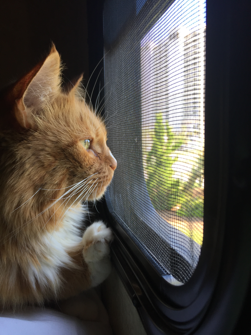 Bubby looking thoughtfully through a window