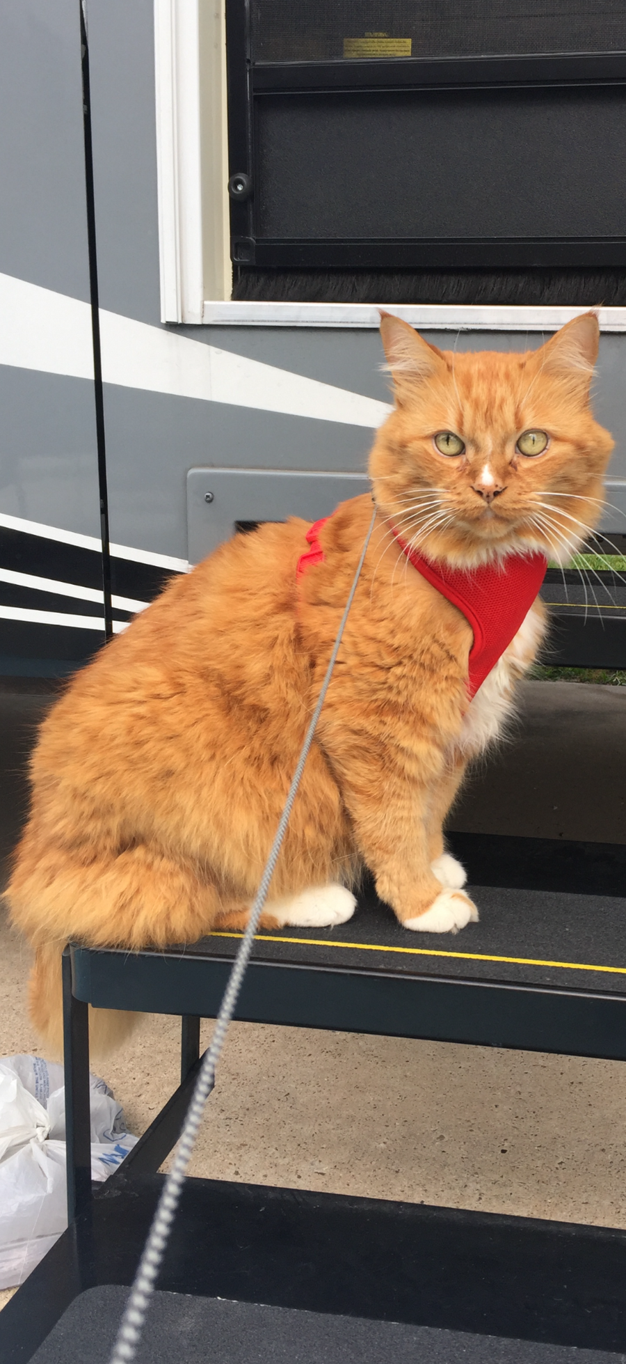 Bubby sitting outdoors in his red harness